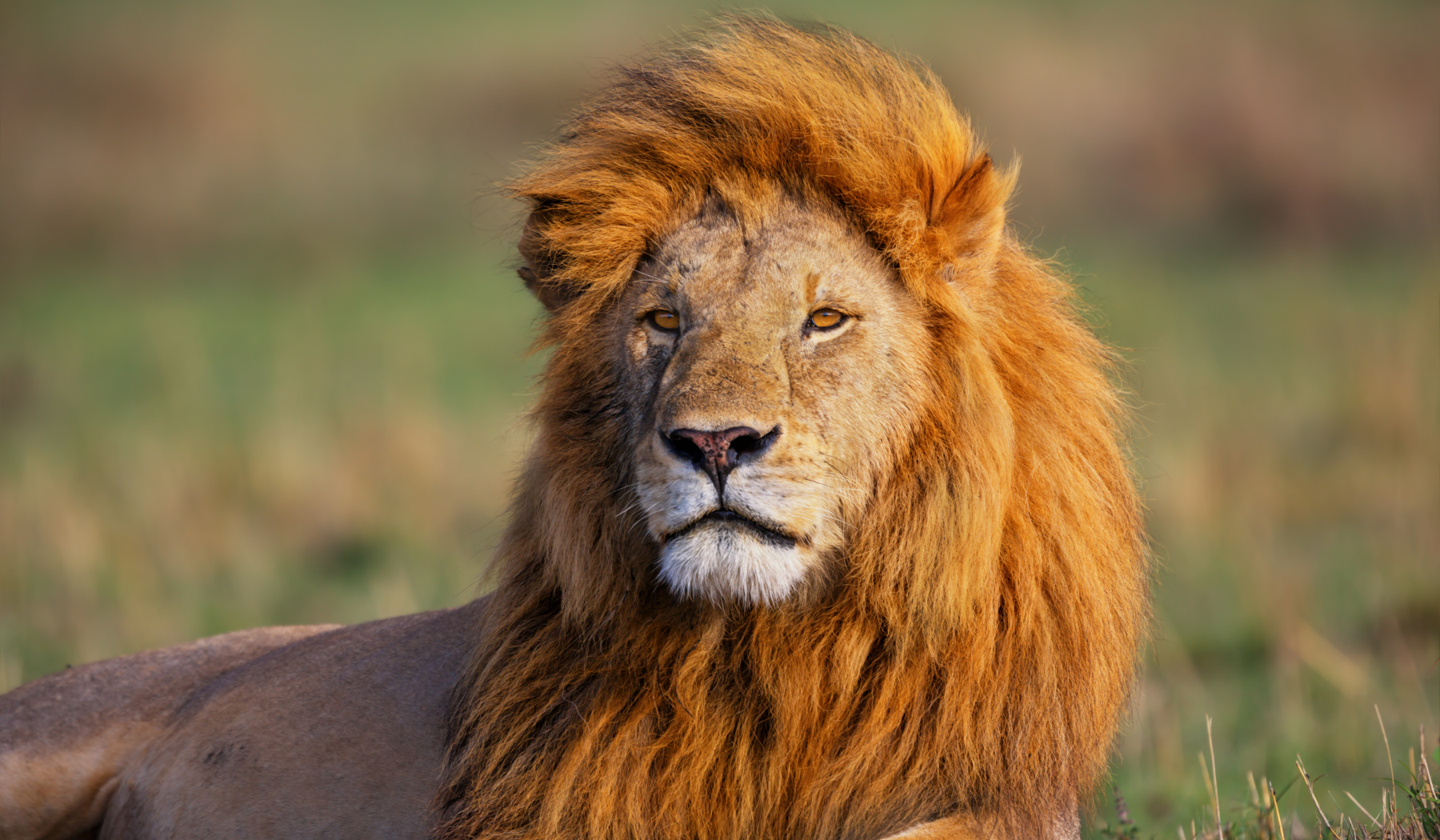 Kenia, Masai Mara, Lion