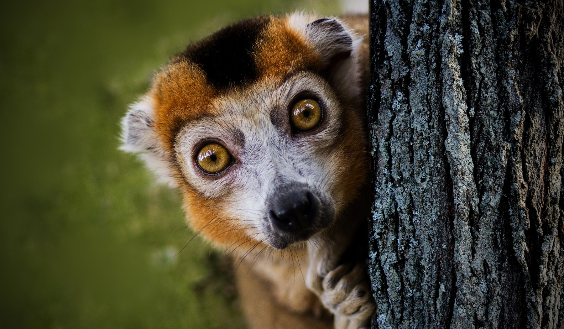 Lemur, Madagascar