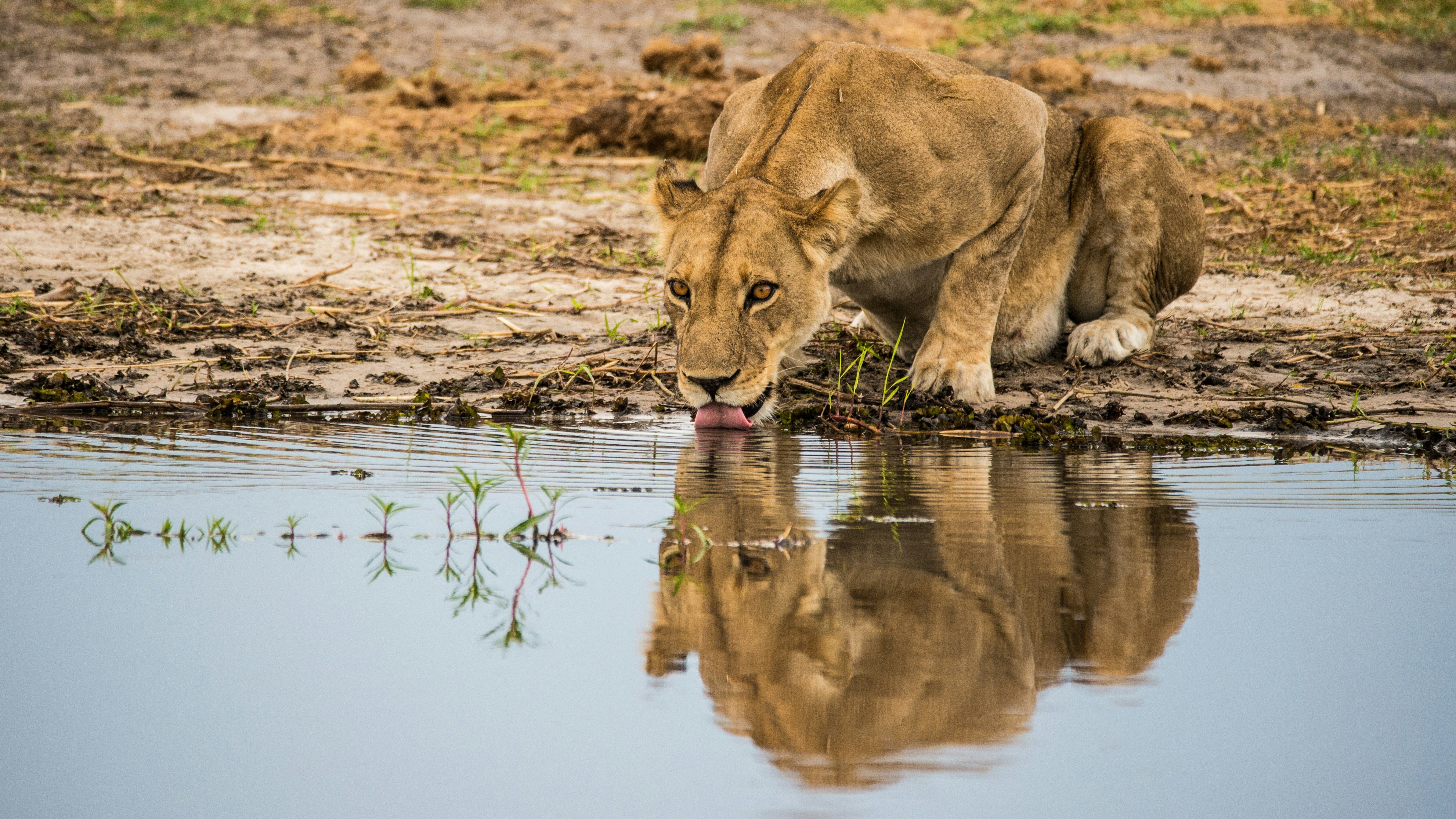 Une lionne s'abreuvant