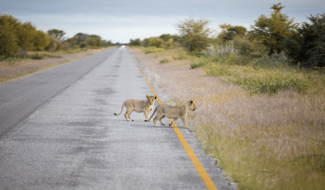 Meilleure période safari Afrique (11)