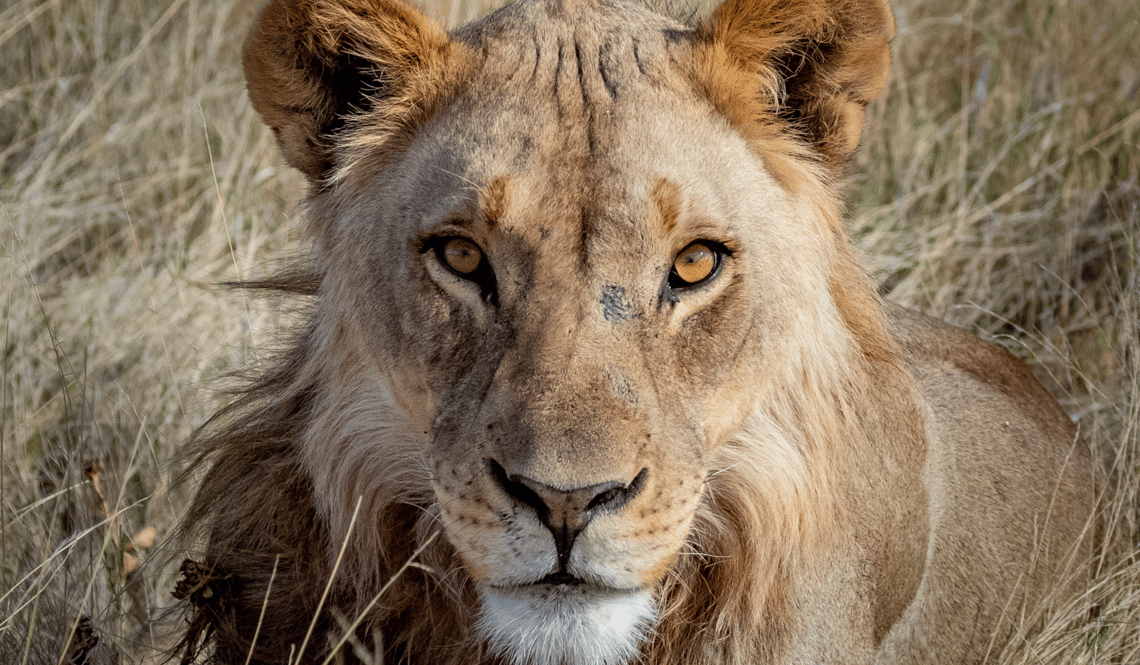 Meilleure période safari Afrique (4)