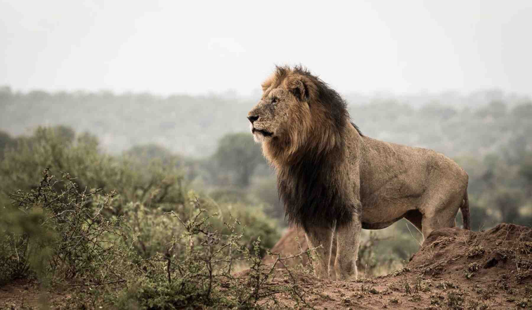 safari-vergleich