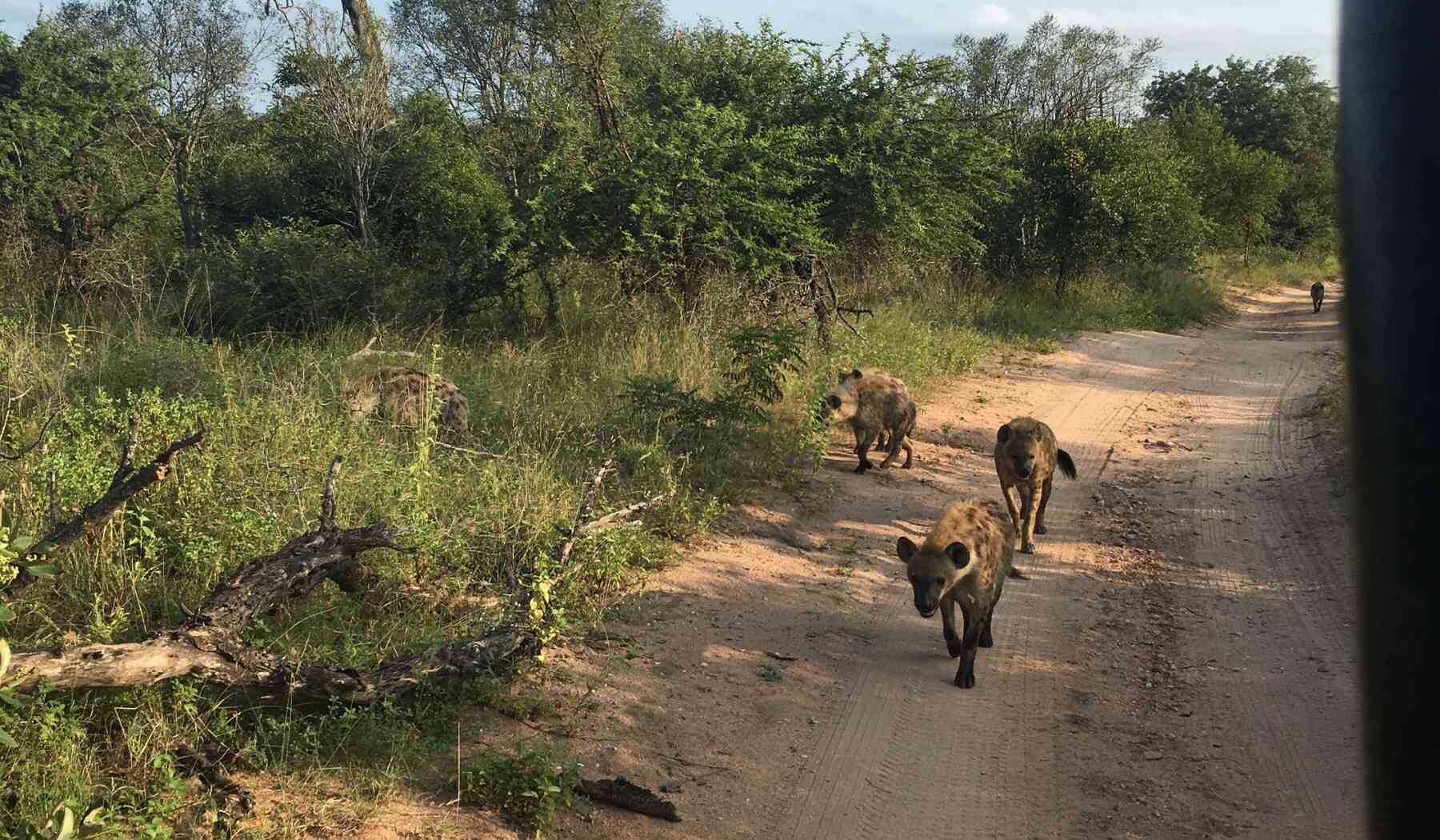 safari-suedafrika