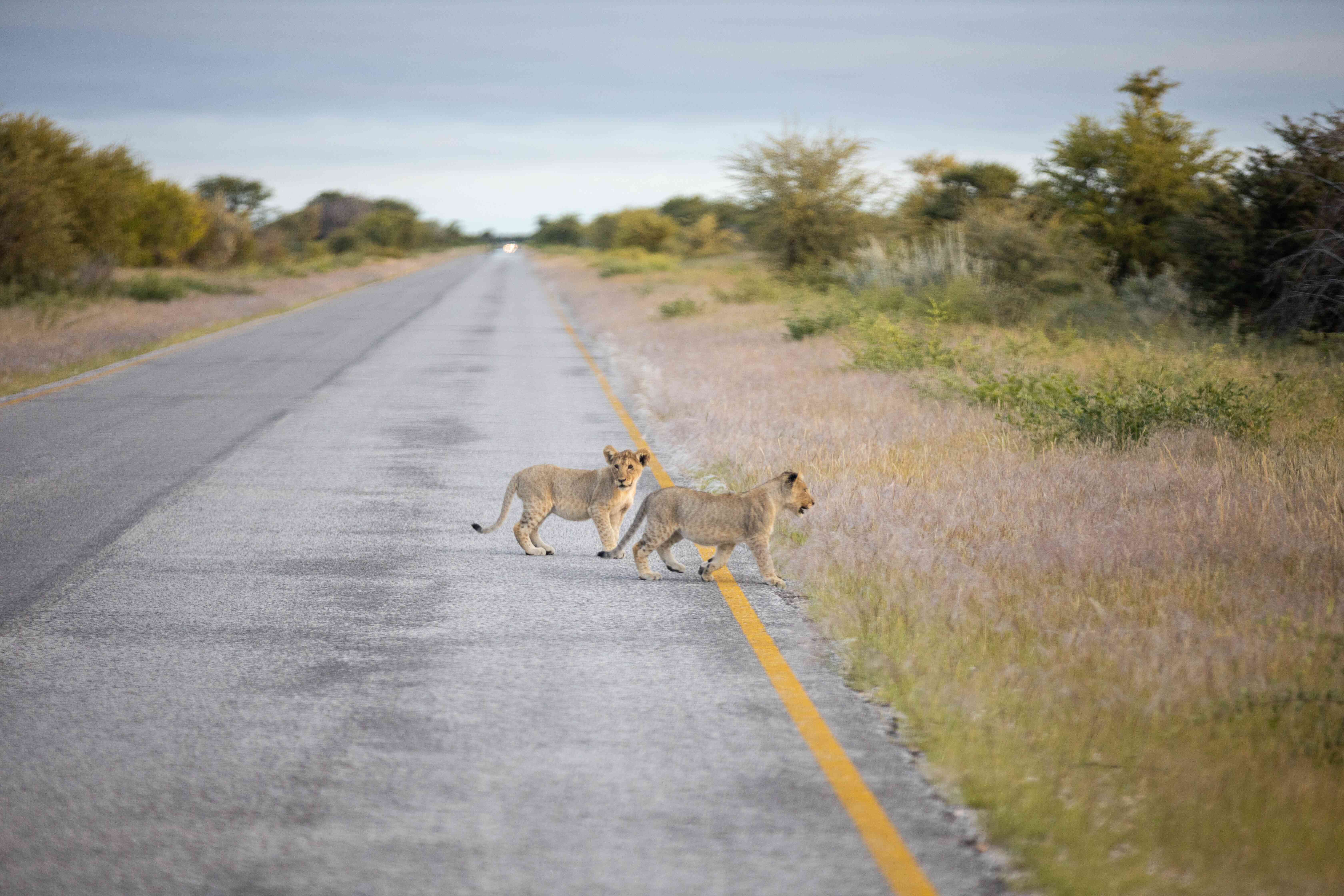 Africa Ventura Namibia - 219