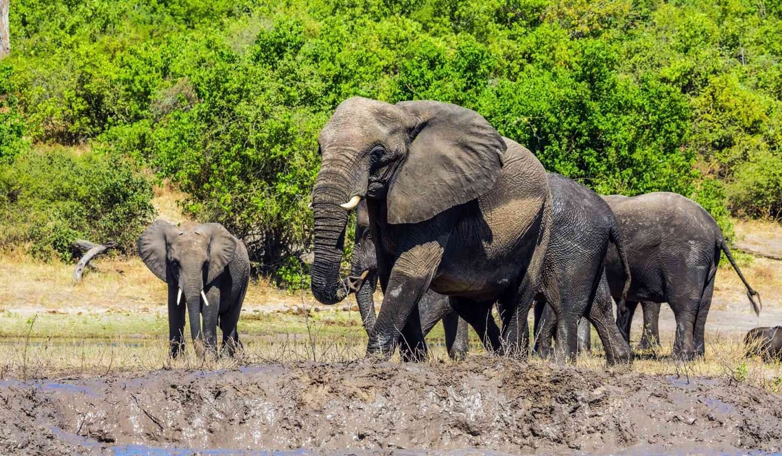 Chobe National Park