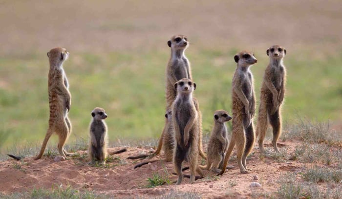 meerkats