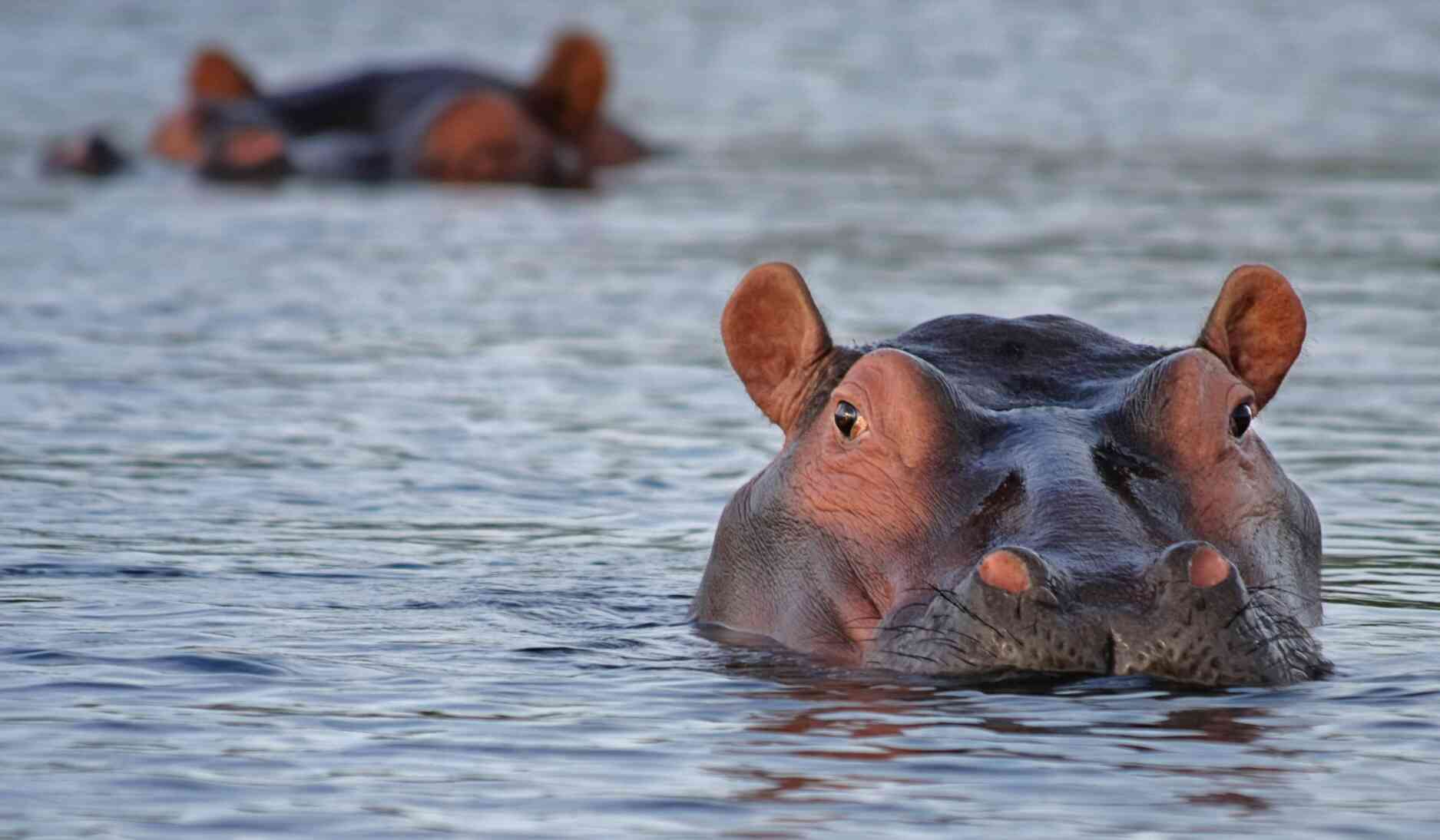 hippo-botswana