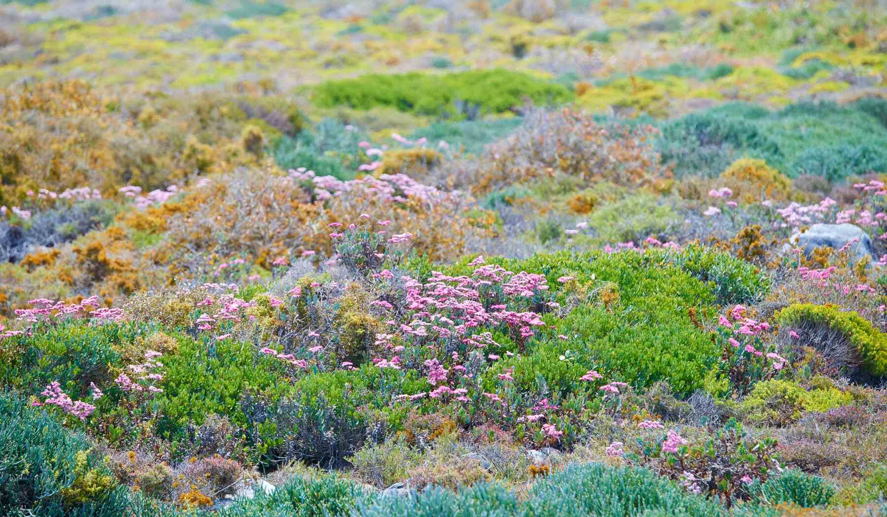 fynbos-afrique-du-sud