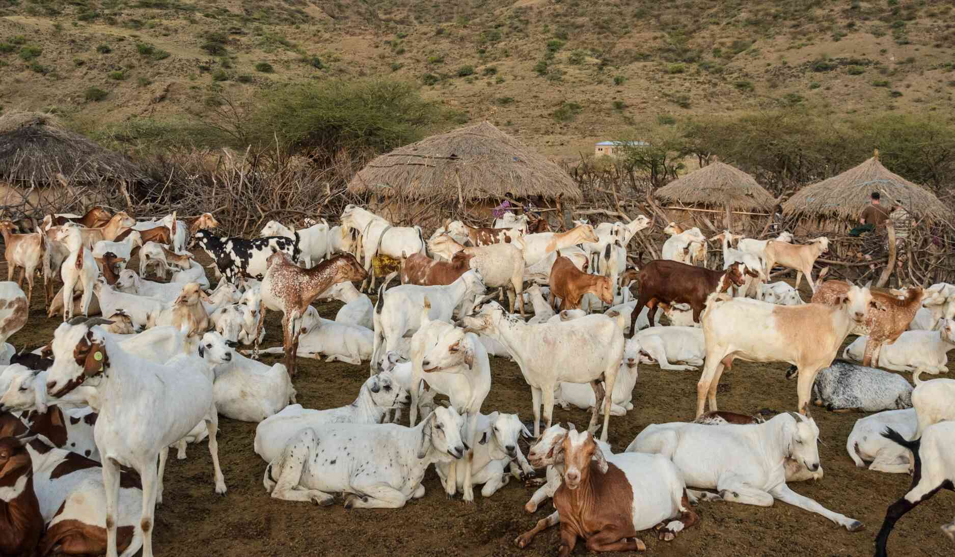 massai-tribu-tanzanie