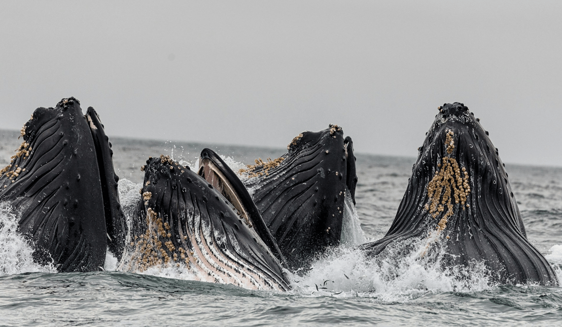 Whales in Africa (3)