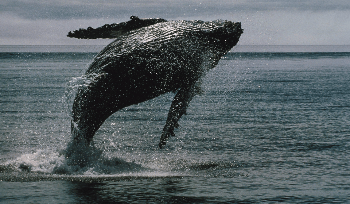 Whales in Africa (4)